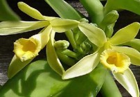Vanilla Pompona