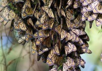 Monarch Butterfly Tour - San Miguel Writers Conference