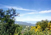 mountain wild flowers in Mexico