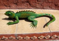 Lizard - Gregorio Juarez Sanchez