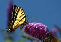 Butterfly & Butterfly Bush - Photo by Heather Hess